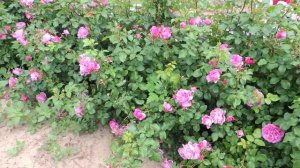 Плетистая роза Инес Састр (Ines Sastre)