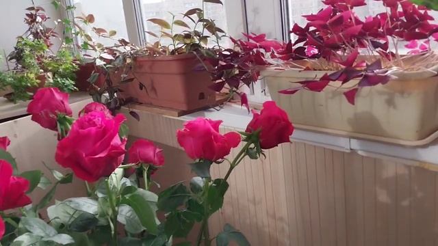 С праздником Казанской иконы Божией Матери! смотреть онлайн