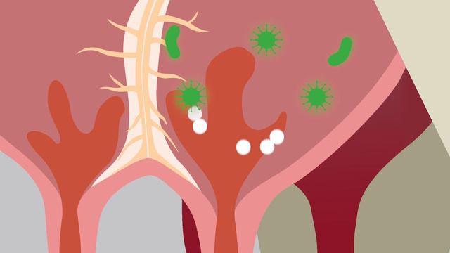 Lactico - combined antibacterial drug for intracisternal administration