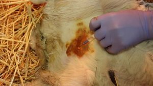 Ампутация дополнительного соска у тёлки. Amputation additional teat in heifers.