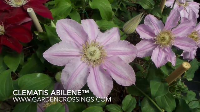 Clematis Abilene™ смотреть онлайн