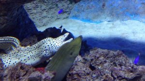 Зеленая мурена