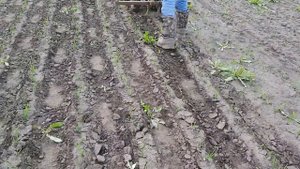 Механизированное удаление сорняков