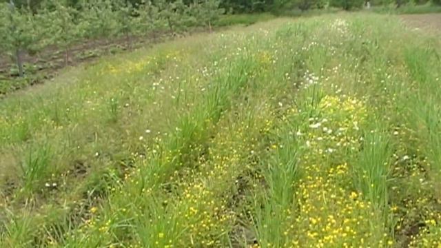 Гербицид Макстар на посевах озимого чеснока против однолетних двудольных сорняков