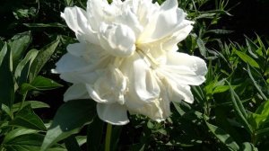 Зура Хайес. Thura hires - Николс, 1938, США.