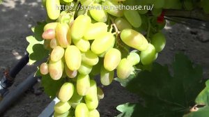 100+ новейших гибридных форм винограда на участке Олейника С. В. 5.08.2019. Часть 2