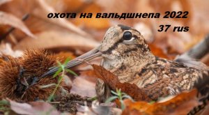 Охота на вальдшнепа 2022. Весенняя охота на вальдшнепа. Охота на вальдшнепа на тяге