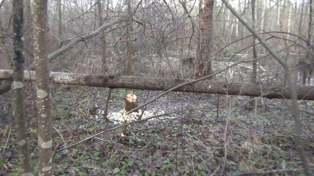 Конные маршруты в охотхозяйстве. Про бобров. смотреть онлайн