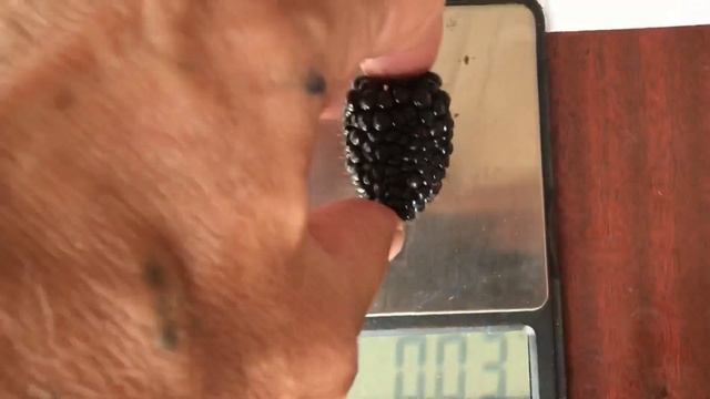 Ежевика Тревелер и Фридом . Размер ягоды. смотреть онлайн