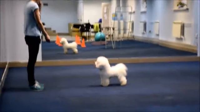 Умный Бишон