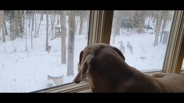 Flying Burrito Brothers - If You Gotta Go, Go Now - Holder The Weimaraner December 2022 смотреть онлайн