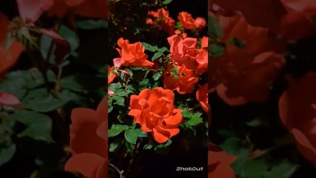 ЦВЕТЫ ВСЕМ МАМАМ, ПОДАРИВШИМ ЖИЗНЬ СЫНОВЬЯМ!