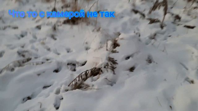 Несу соль на солонец. Поставил несколько капканов смотреть онлайн