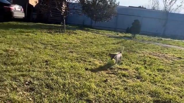 Апортировка - дрессировка щенка Джек Рассела 2.5мес смотреть онлайн