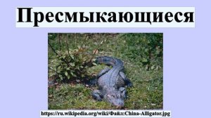 Пресмыкающиеся