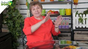 Лучшие семена подсолнечника ?Как вырастить подсолнух?Посев подсолнечника