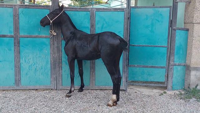 Кара кашка тай сатылат дареги Кербен Тел:+996 776 308 485. смотреть онлайн