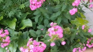 Создаю миксбордер для тенистого сада/Миксбордер с хостами/[разнообразие хост в саду]