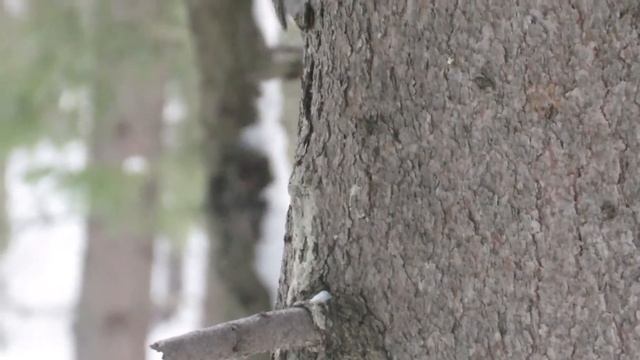 Обыкновенная пищуха зимой в лесу смотреть онлайн