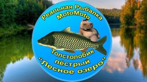 Как поймать Пёстрого толстолобика на Лесном озере [АРХИВ] | Реальная Рыбалка