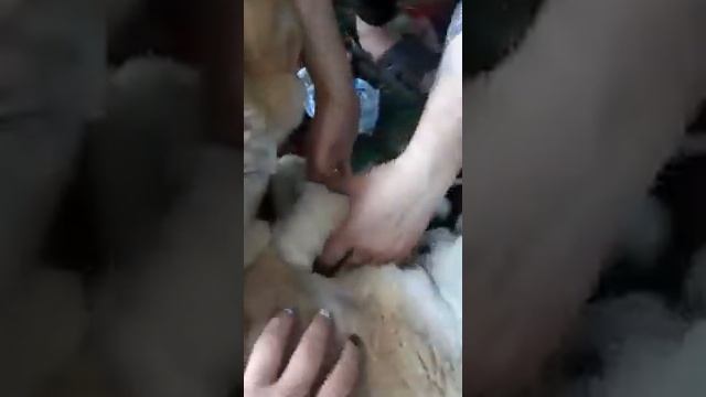 Роды Алабая Хати