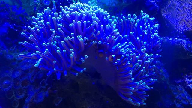 Heteractis magnifica. Актиния великолепная. смотреть онлайн