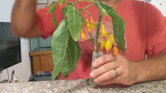 Редкий вид папайи Oak leaf papaya, Vasconcellea quercifolia