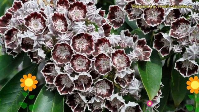 Кальмия широколистная Стернаталер. Краткий обзор, описание Kalmia Latifolia Sternataler