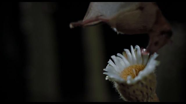 Крылья жизни. смотреть онлайн