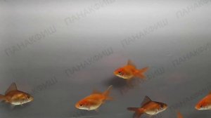 Веерохвост ассорти разведение ПАНАКФИШ