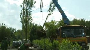 Посадка крупномерных деревьев