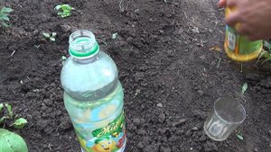 Как бороться с жуком кравчиком (стригуном) без химии.