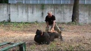 ЗКС. Работа с не обученными фигурантами. "Осенне соло"