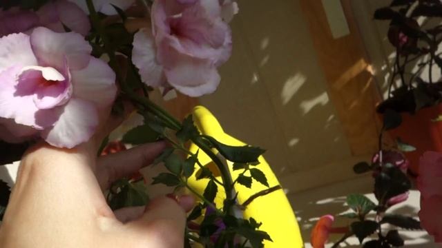 Ахименес Queen of Lace смотреть онлайн