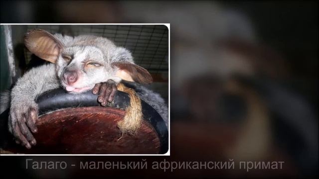 Необычные животные смотреть онлайн