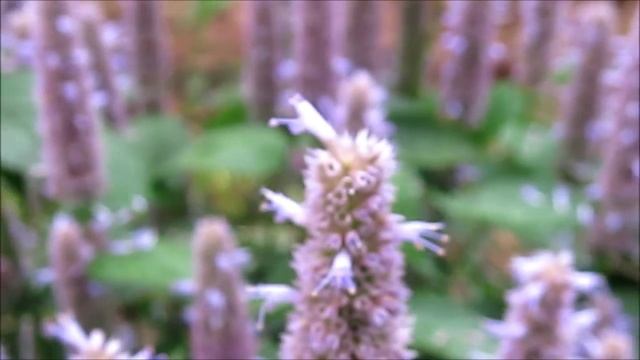 Anise Hyssop Agastache Foeniculum смотреть онлайн