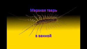 Домашняя мухоловка не спешите убивать / Скутигера /насекомые