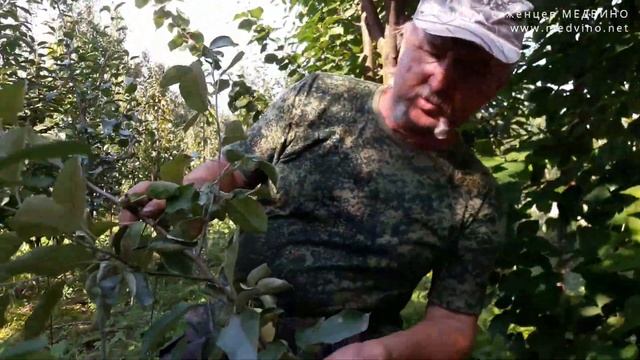 Про Белый налив, интенсивное садоводство и подвой 54-118