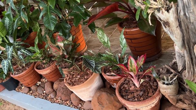 FALANDO DA COMBINAÇÃO DE PEDRAS E PLANTAS NO JARDIM. EXITE UM SIGNIFICADO... Ateliê Florescer смотреть онлайн