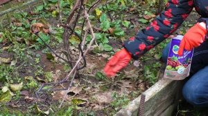 Как укрыть виноград на зиму. Простой способ укрытия винограда. Обработка винограда перед укрытием.