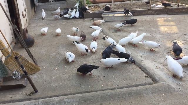 #Pigeons.Как выявить хронический больных голубей. смотреть онлайн