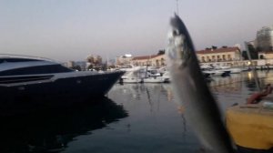 Рыбалка в порту Сочи: Кефаль