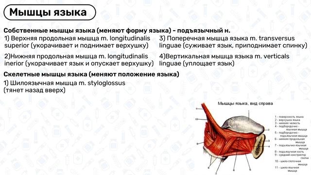 АНАТОМИЯ ЯЗЫКА: мышцы языка, топография языка, иннервация и кровоснабжение языка
