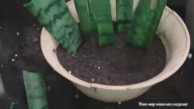 #Размножение_черенками_Сансевьера_самый_простой_и_быстрый_способ