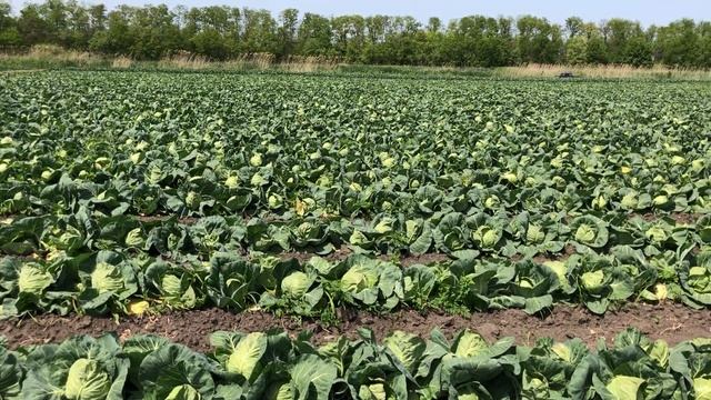 Капуста б/к ранняя AS-2018 F1 (Atakama Seeds)