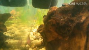 Пельвикахромис пульхера|содержание, разведение