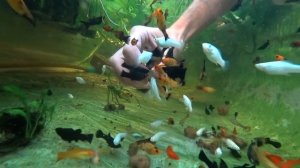 РЕАКЦИЯ РЫБОК НА KITEKAT | КТО БЫ МОГ ПОДУМАТЬ!?!?