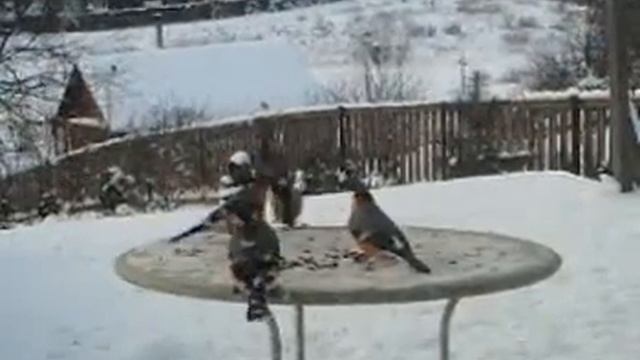 Синицы, снегири, сойка смотреть онлайн