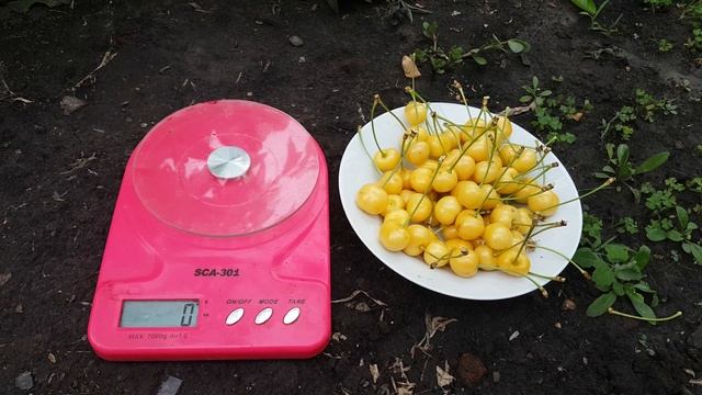 Черешня Дачница