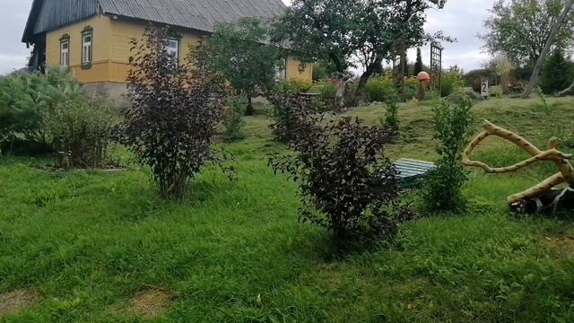 Деревенские будни. Косим траву. Триммер Oleo Mac. 8 лет и как новый!